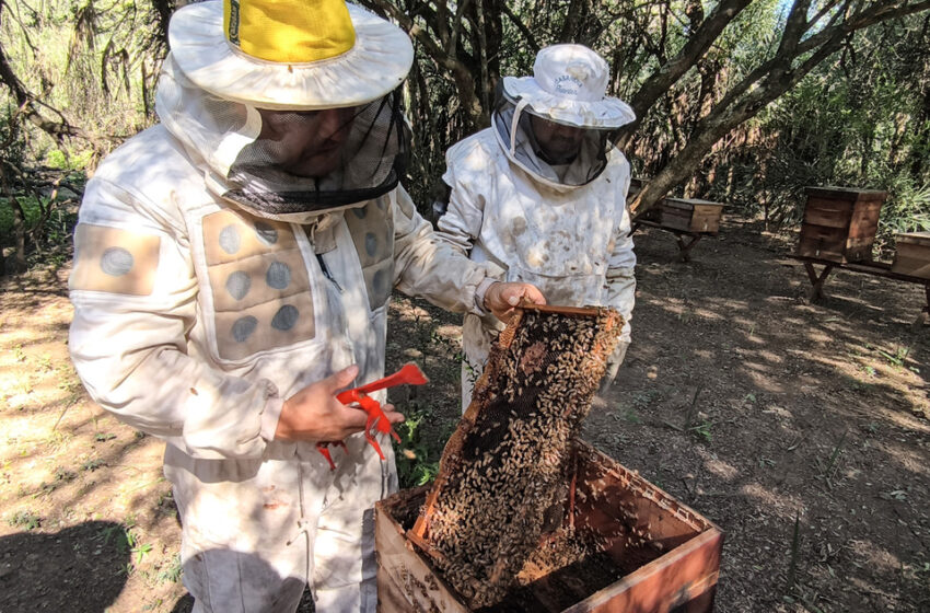 El Impenetrable Chaqueño: deforestación y miel en peligro